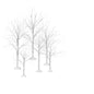 Winter Birch
