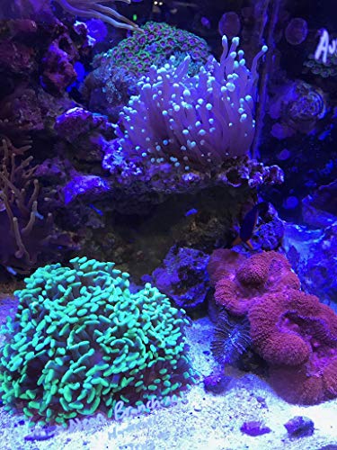 Seachem PhosNet Phosphate Silicate Remover Aquarium Filter Media